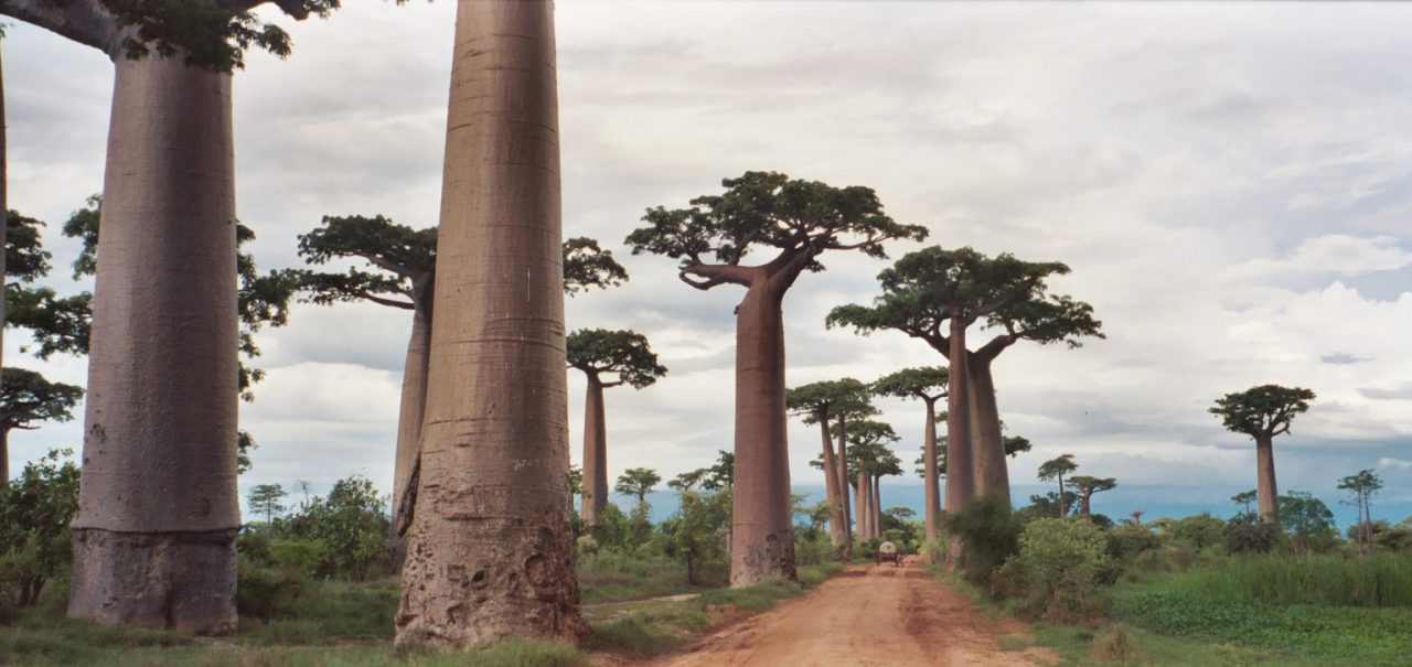 Les allées de baobabs à Madagascar