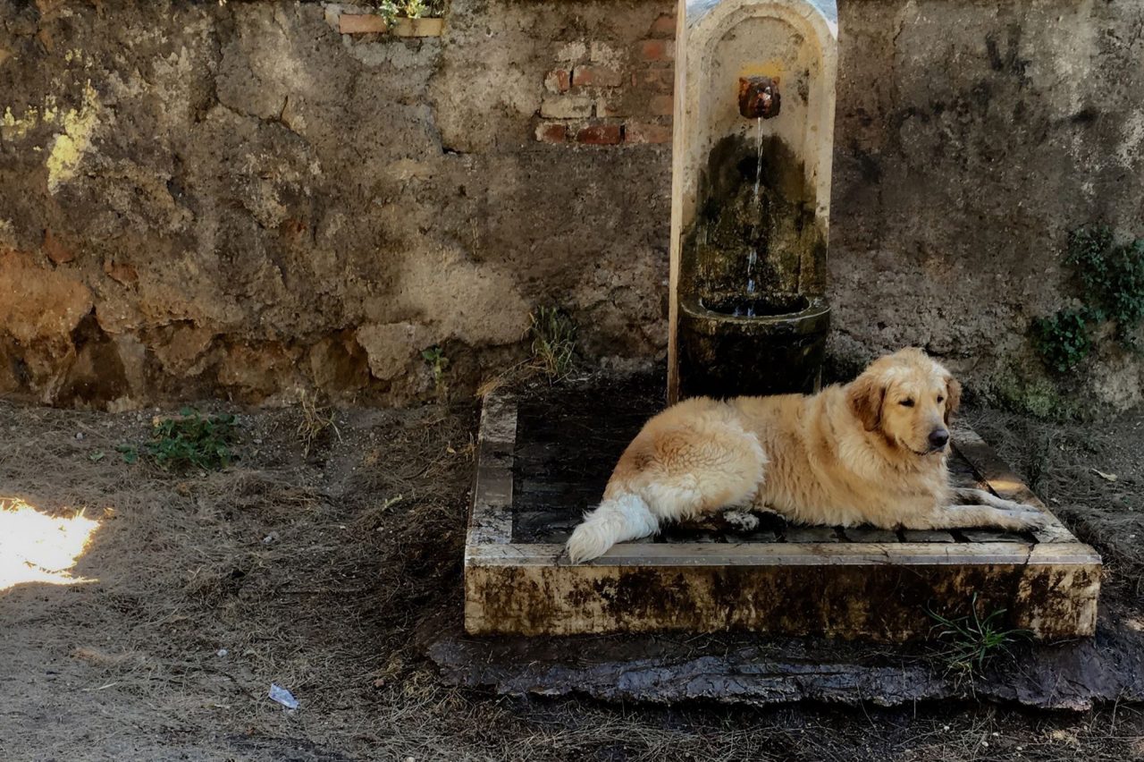 Veillez sur vos animaux 