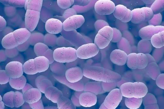 probiotiques : bonnes bactéries