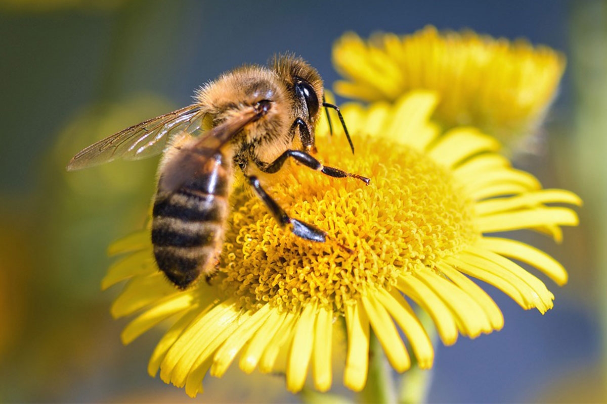20 mai : Journée mondiale des abeilles - So Healthy