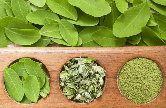 Le Moringa, solution naturelle pour prendre soin des cheveux